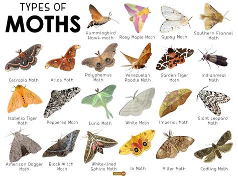 summer wanted to spend a hot day inside – hermit moth|Moth Identification Guide (With Photos) .
